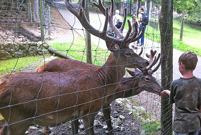 Wild- und Freizeitpark Steinwasenpark